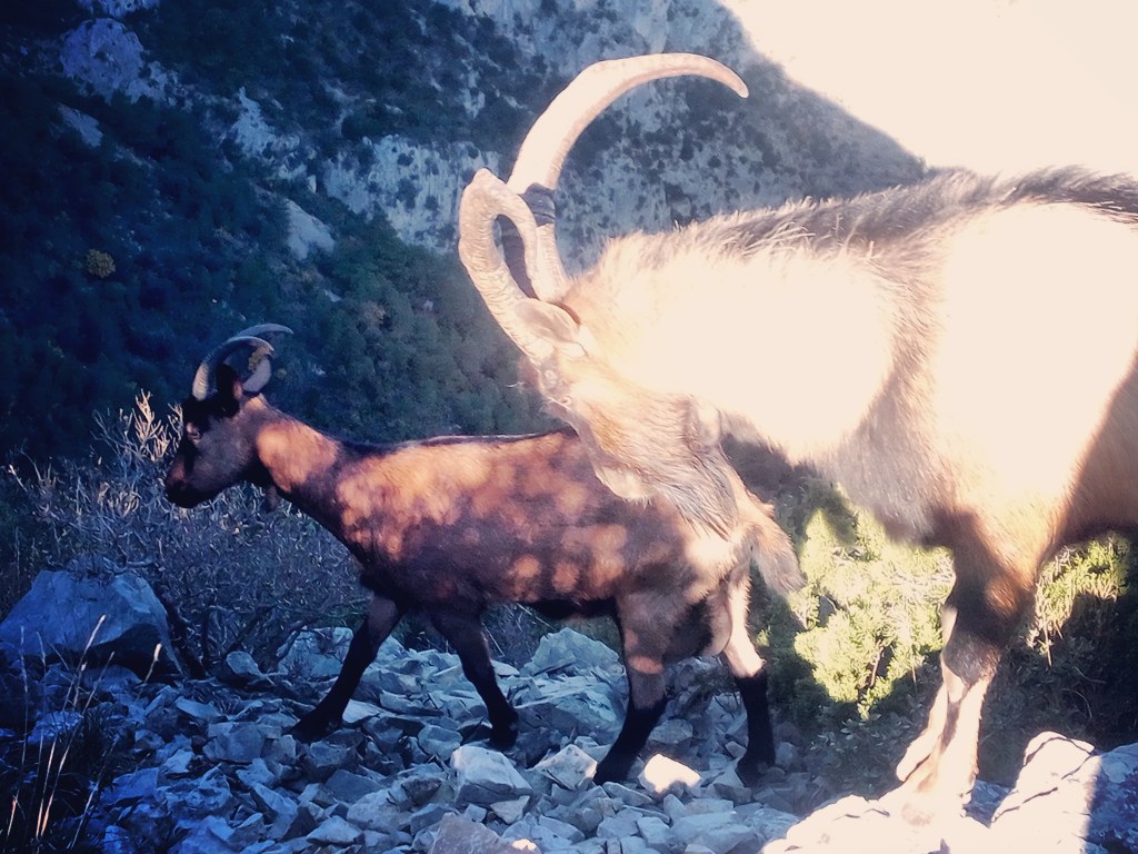 Rennen met steenbokken en pijnlijke&nbsp;pootjes