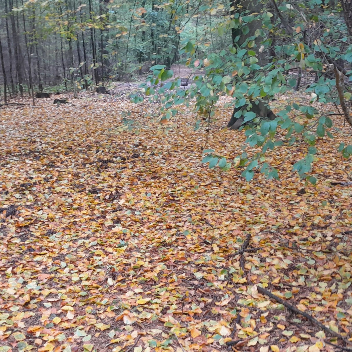 Observaties en bestaansverwonderingen