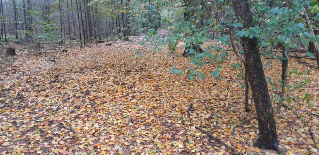 Observaties en bestaansverwonderingen