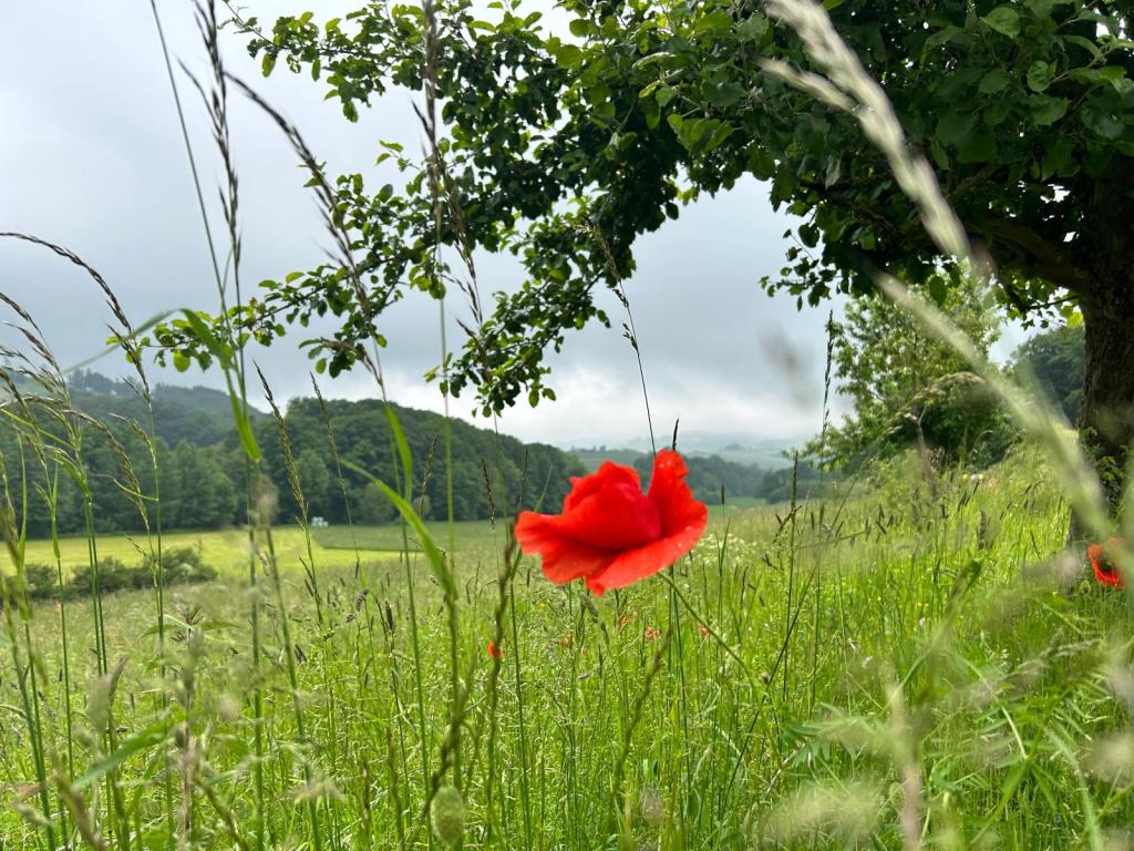 The VinexMatrix, hoe het rood voor mijn ogen&nbsp;werd…