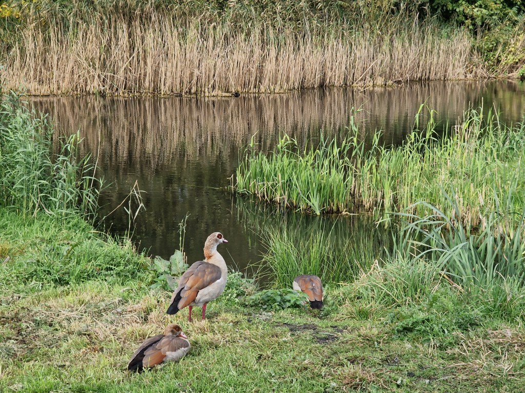 Beste ganzen van de landelijke politiek, op naar de&nbsp;V-formatie