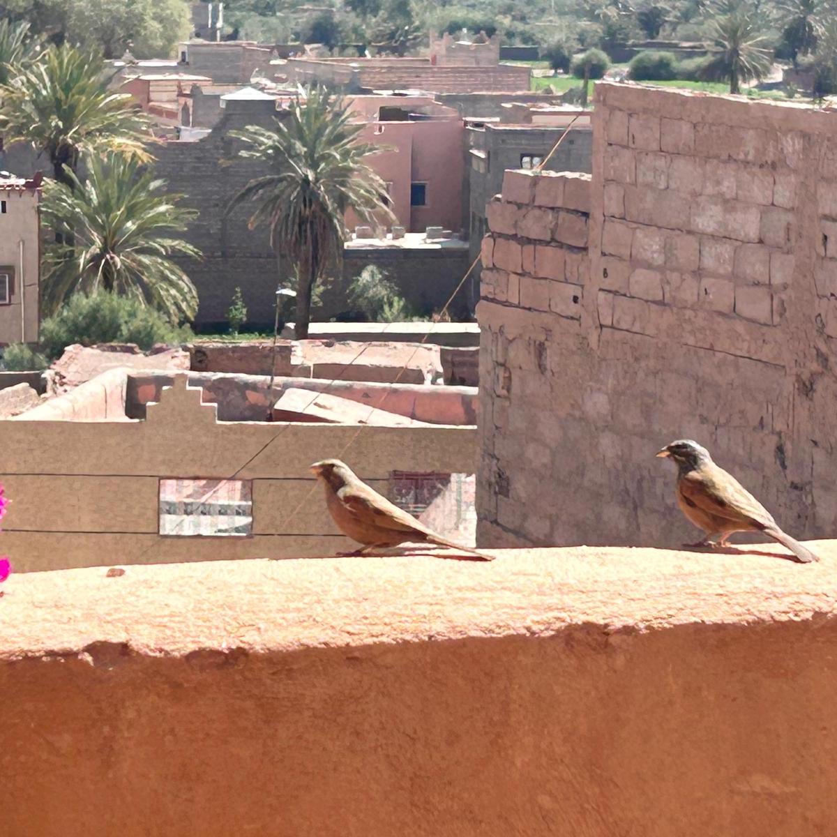 Sanne op de Marathon des&nbsp;Sables